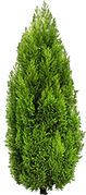 Cypress tier